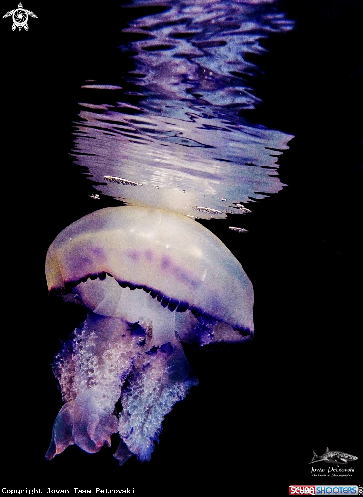 A Morska meduza.