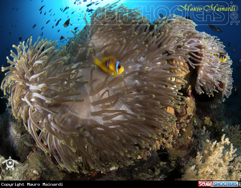 A Clownfish, anemone and company