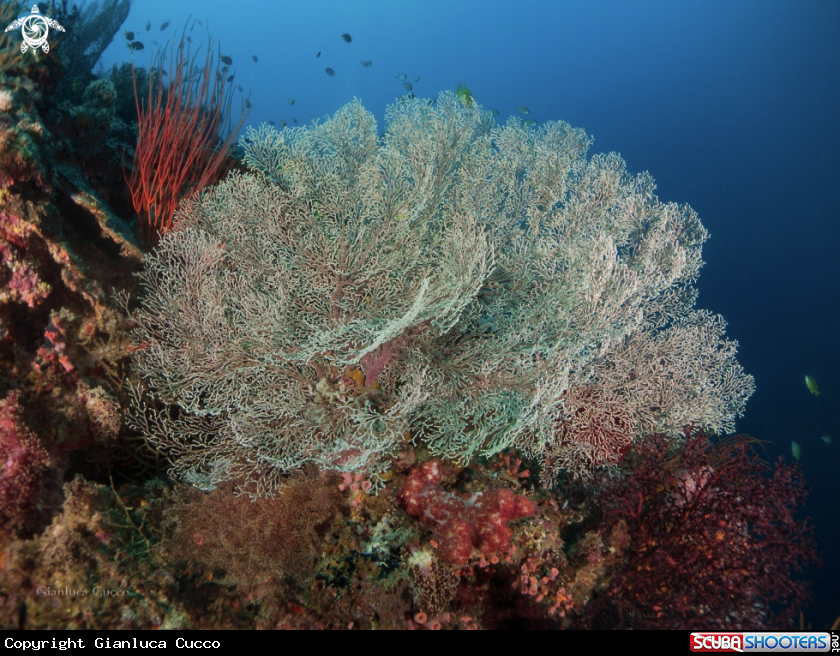 A Withe Gorgonia