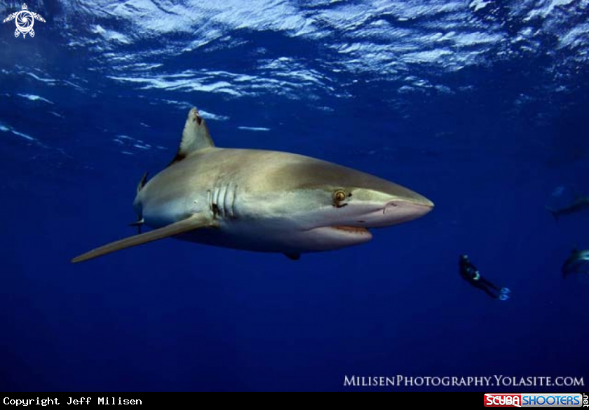 A Galapagos shark