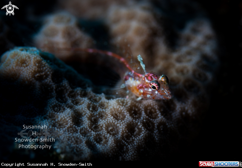 A Glass blenny