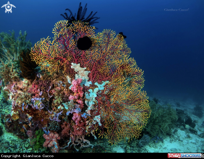 A Coral reef scape