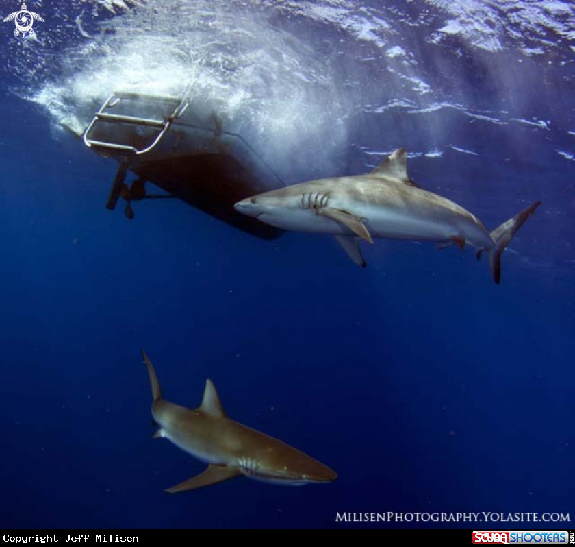 A Galapagos shark