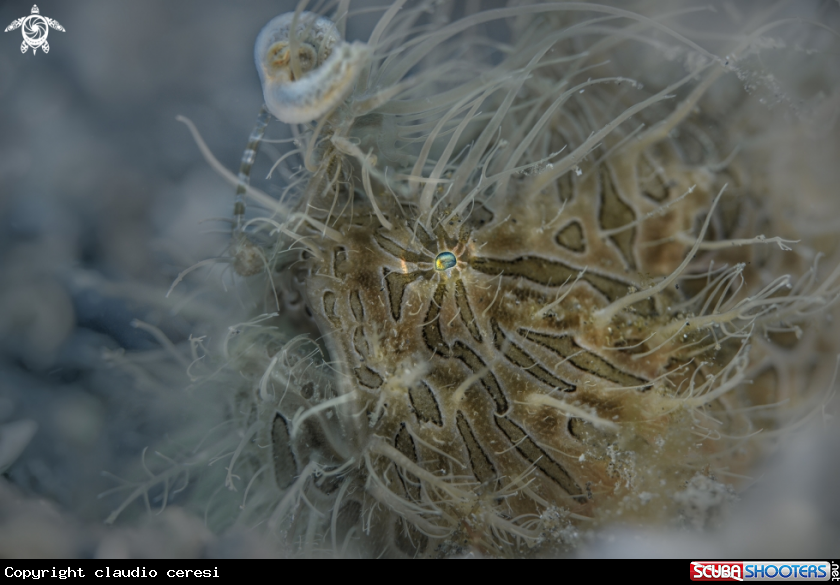 A Hairy Frogfish