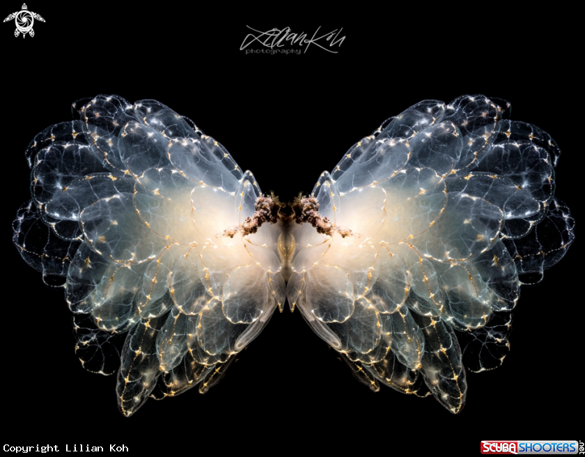 A Buuterfly Nudibranch