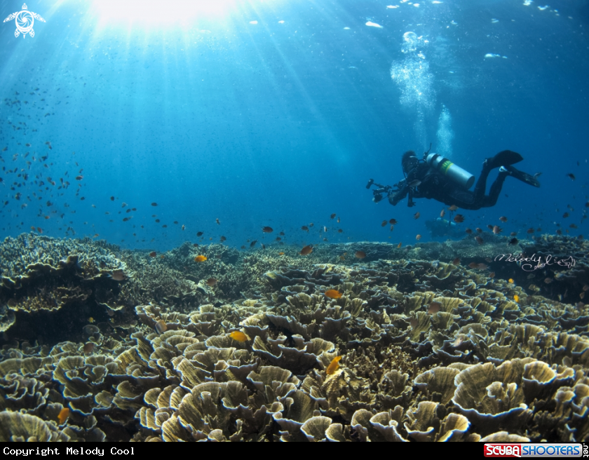 A coral