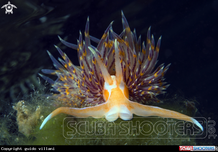 A nudibranco
