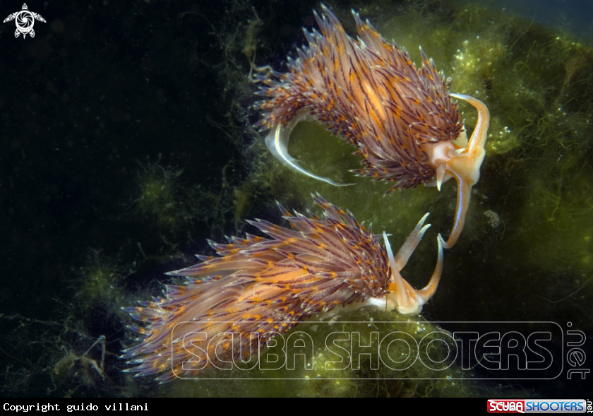 A nudibranco