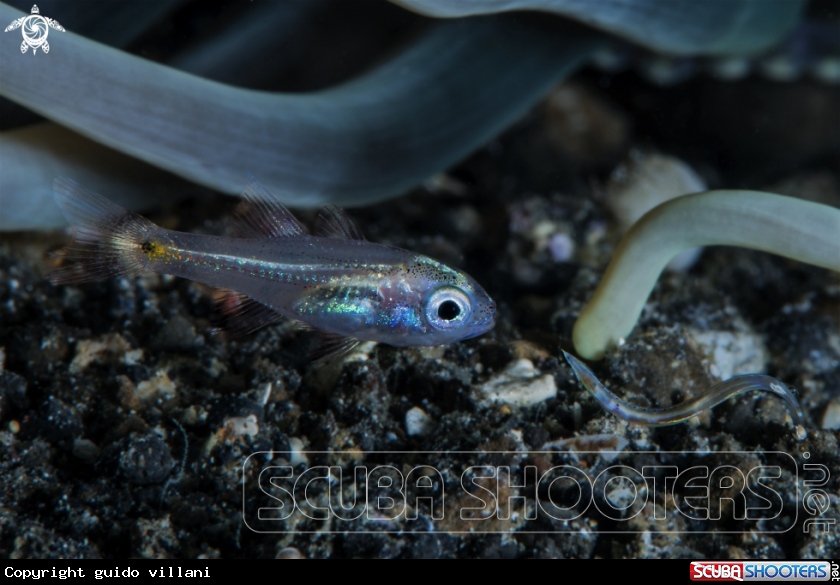 A juvenile fish and worm