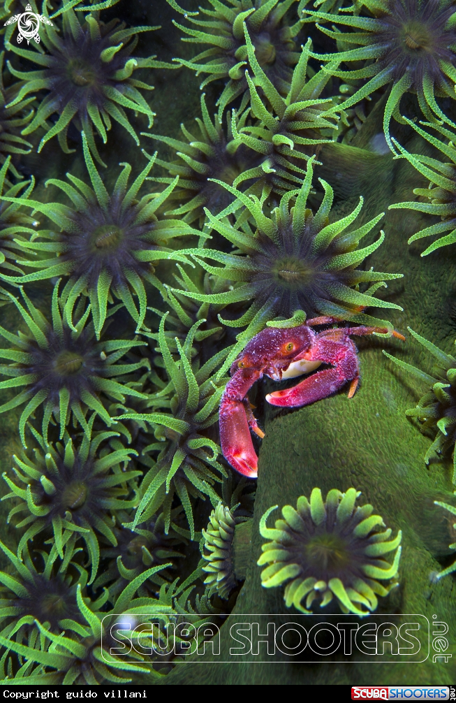 A red crab