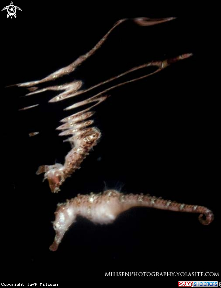 A Fisher's seahorse