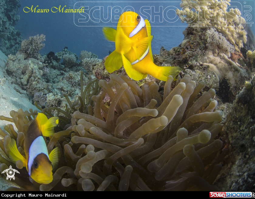 A Clown fish