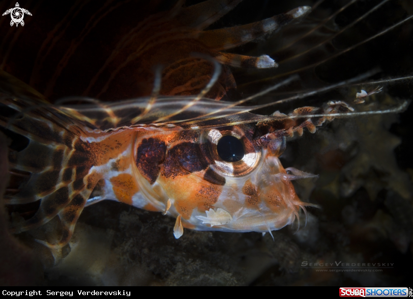 A Pterois antennata