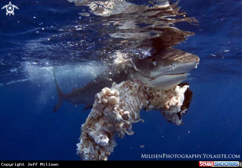 A Tiger shark