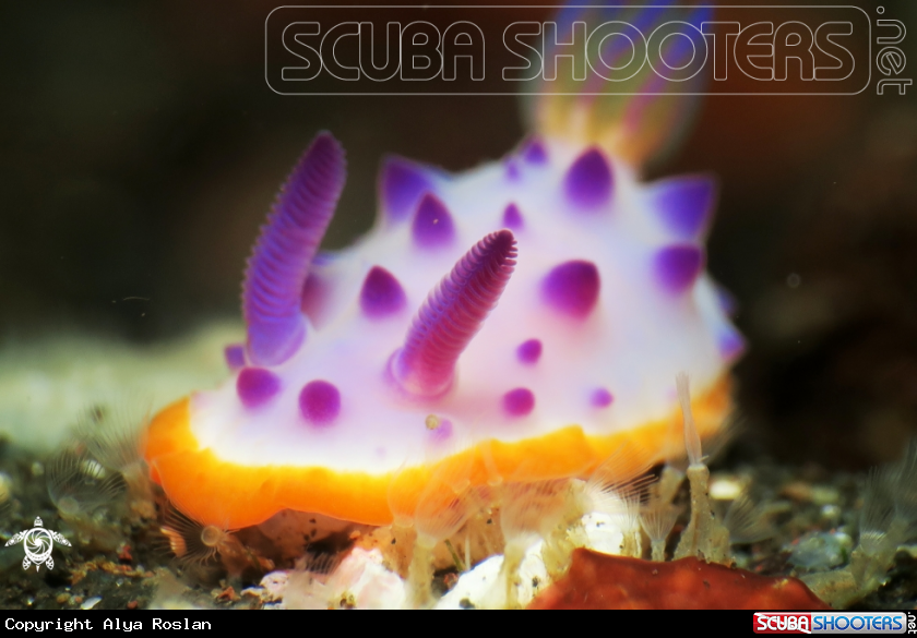 A Nudibranch