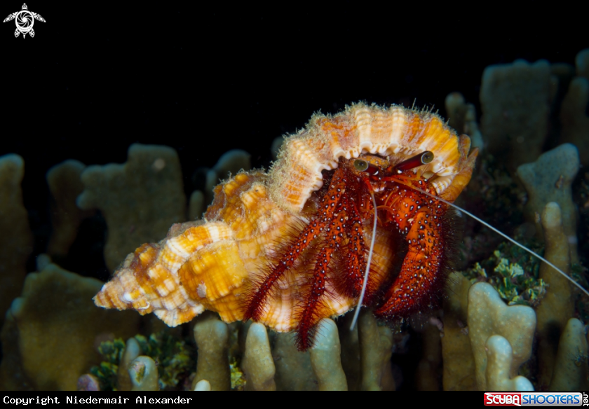 A Hermit crabs