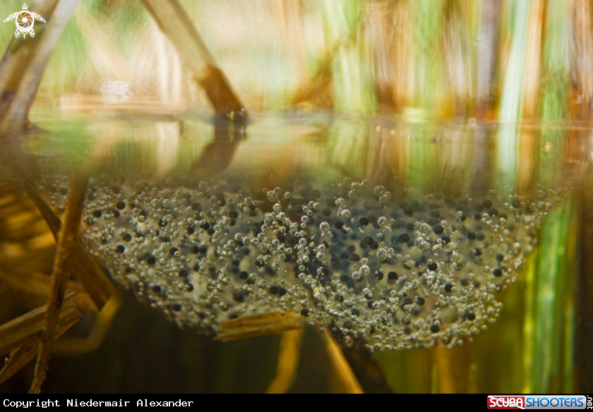 A frog spawn