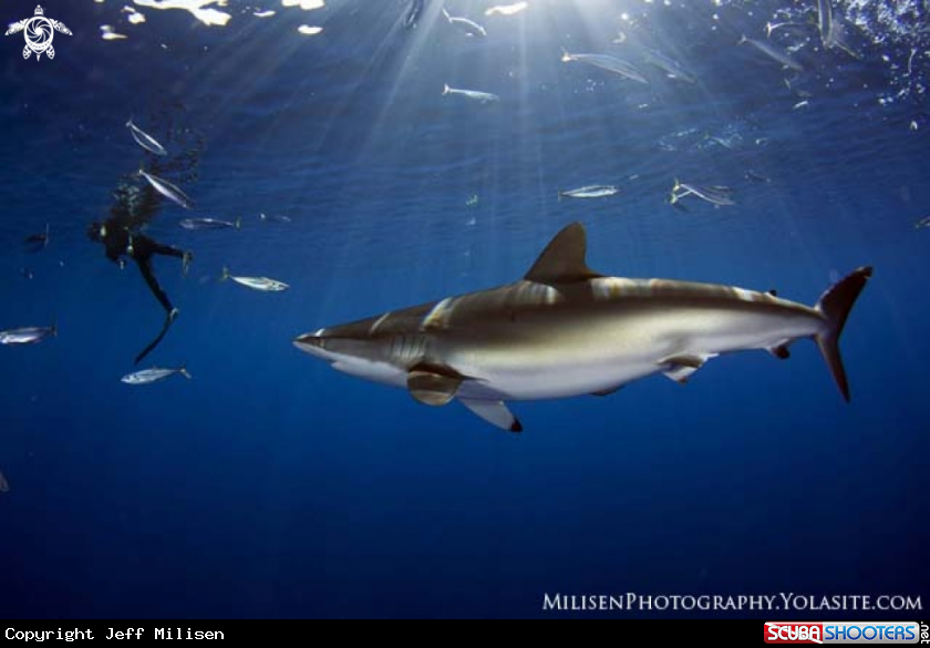 A Silky shark