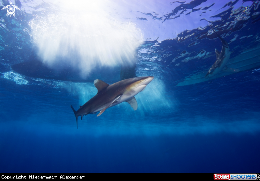 A Hammerhead Shark/Longimanus 