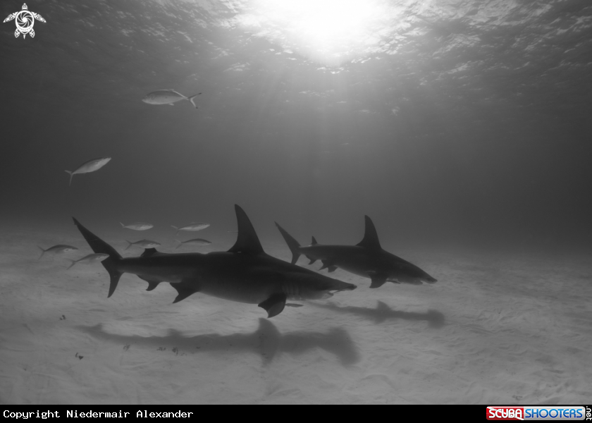 A Hammerhead Shark/Longimanus