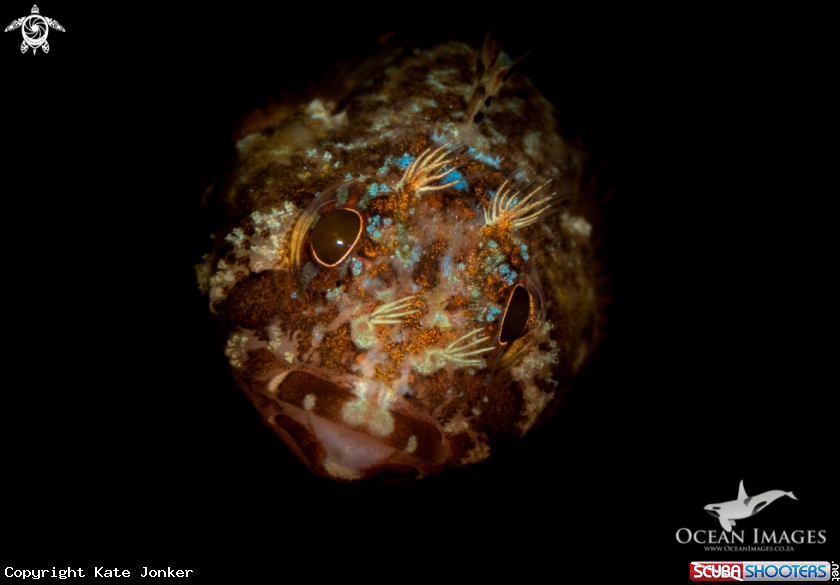 A Cape Triplefin