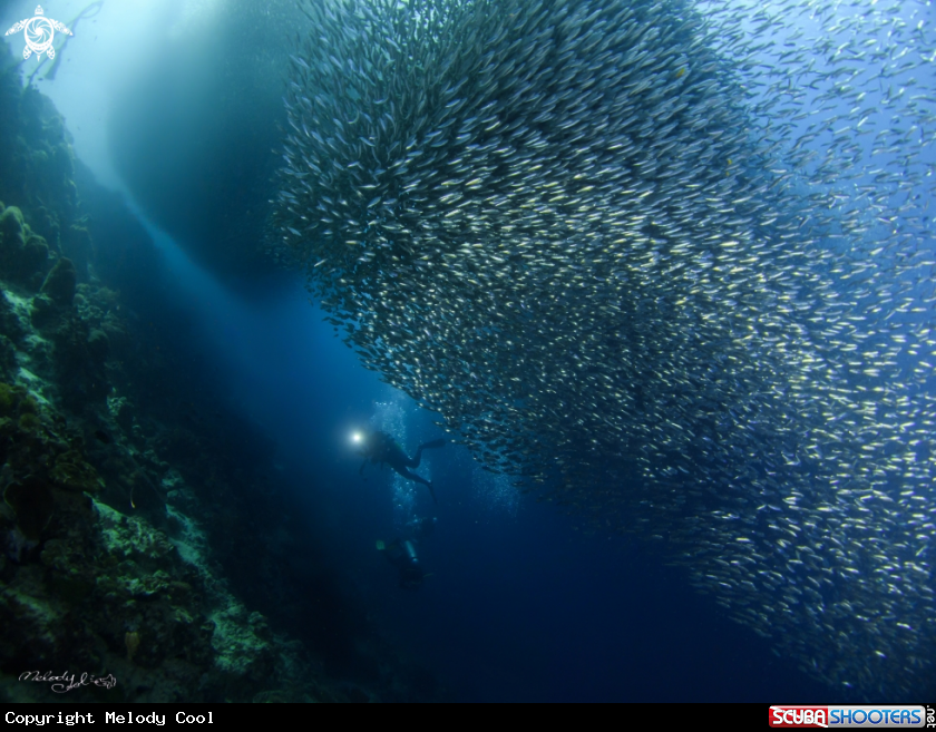A Sardine