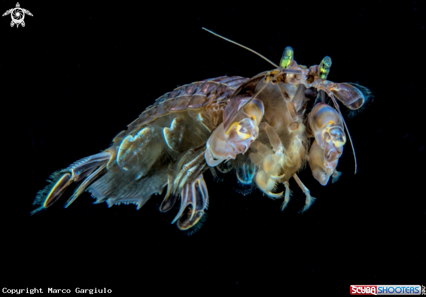 A Squilla 