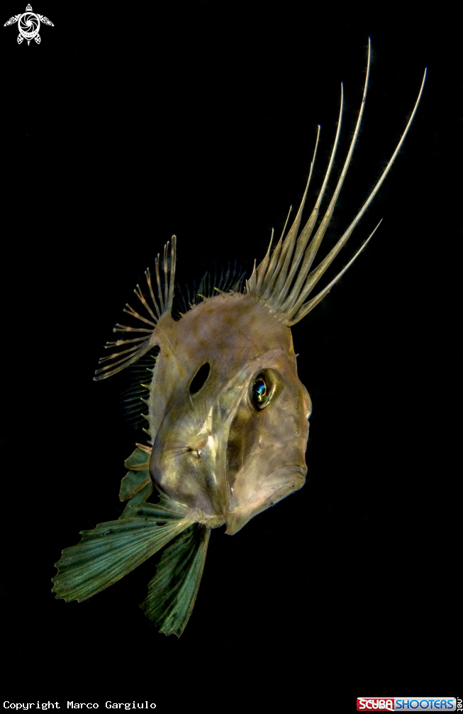 A Pesce San Pietro