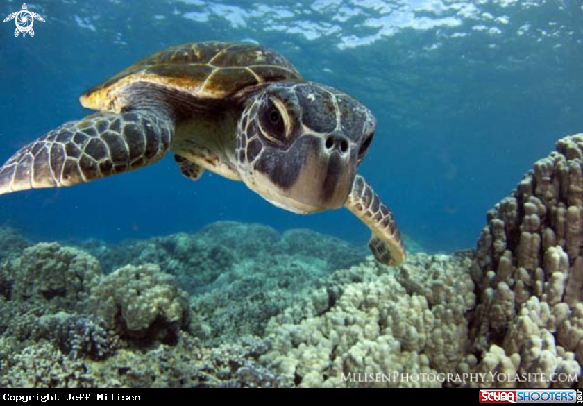 A Hawaiian green sea turtle