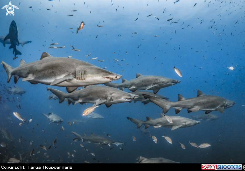 A Sand Tiger Shark
