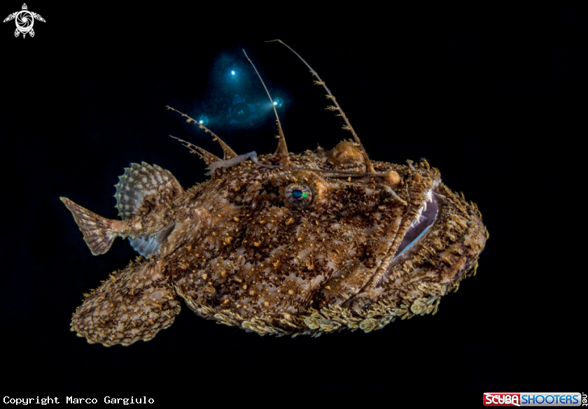 A Rana pescatrice