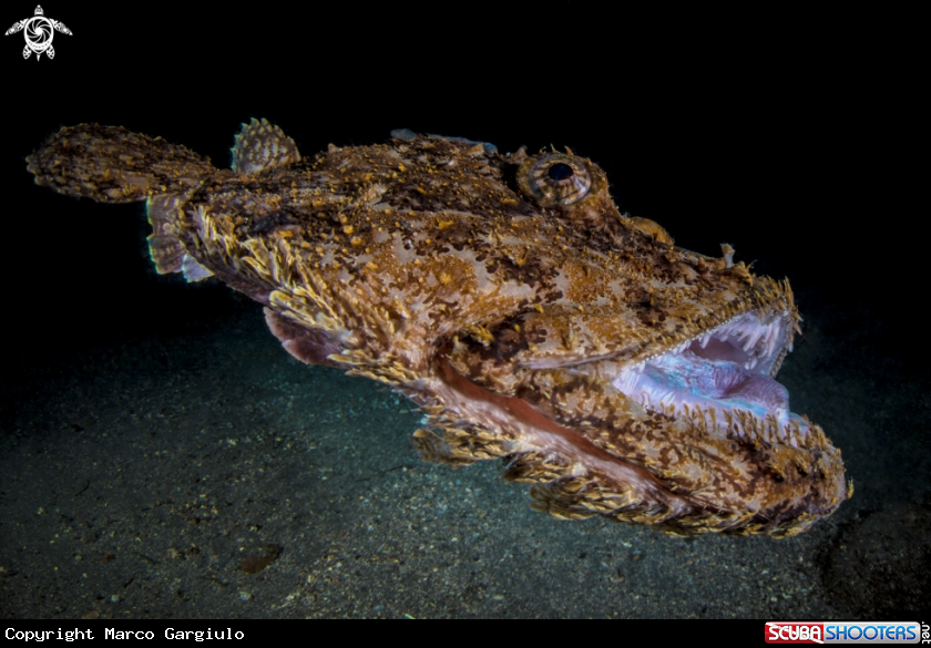 A Rana pescatrice