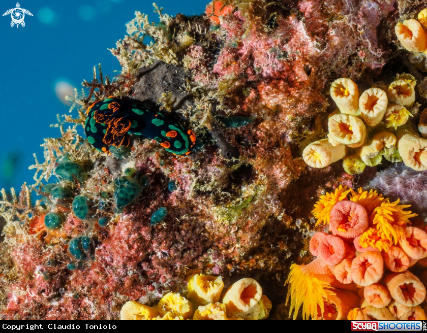 A Nembrotha