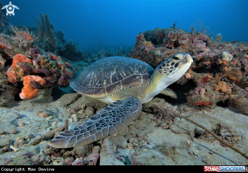 A Green Sea Turtle