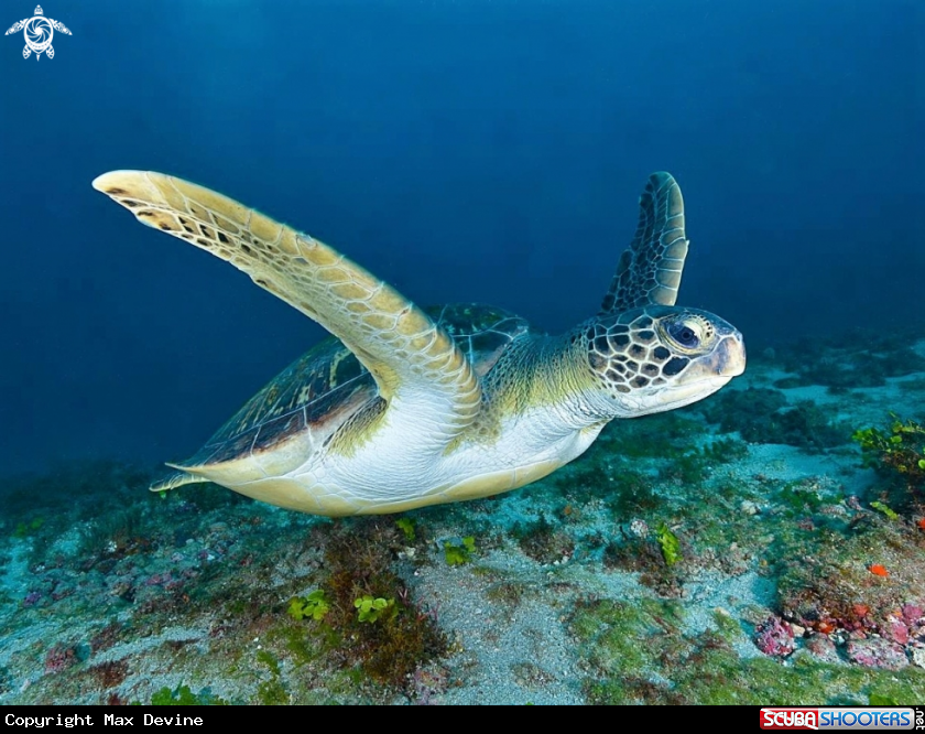 A Green Sea Turtle