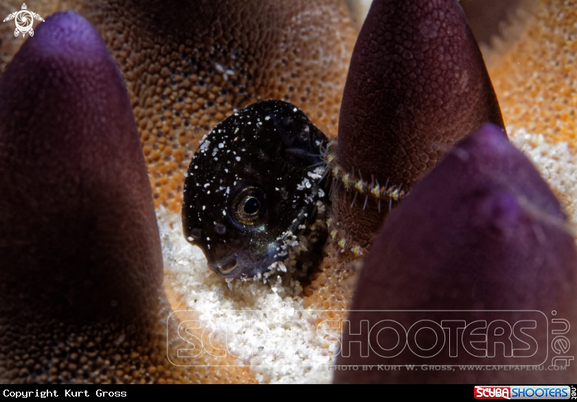 A Puffer Fish juv.