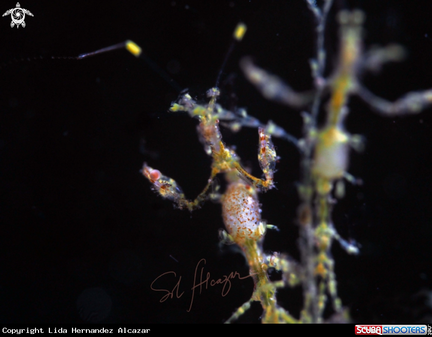 A double pregnant skeleton shrimps 