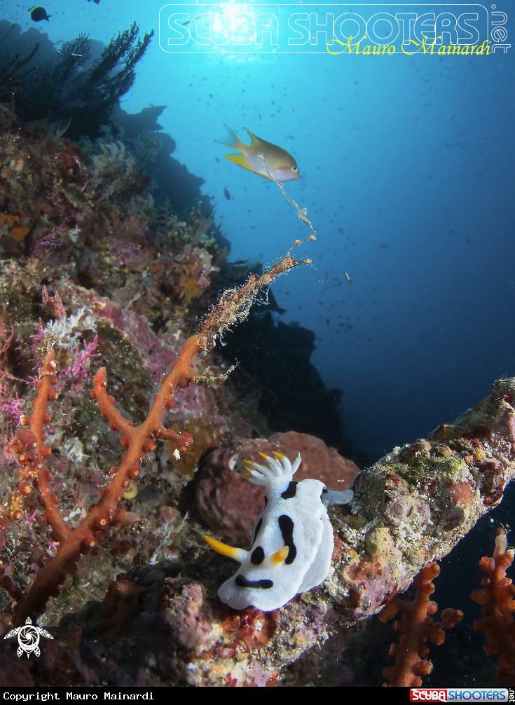 A Nudibranch
