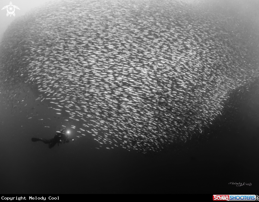 A Sardine Fish 