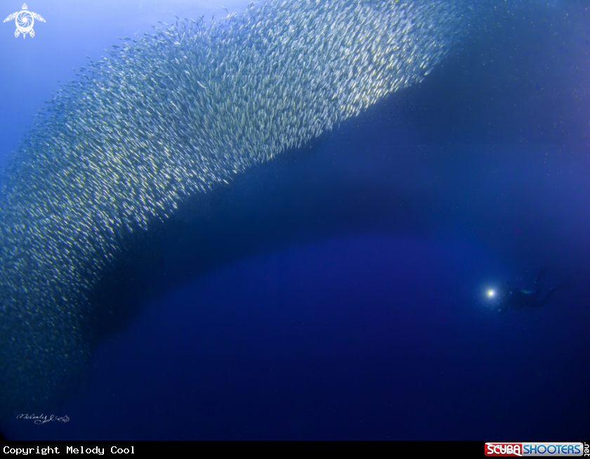 A Sardine Fish 