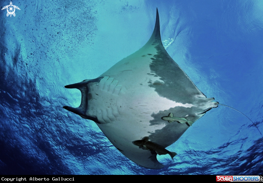 A Mobula