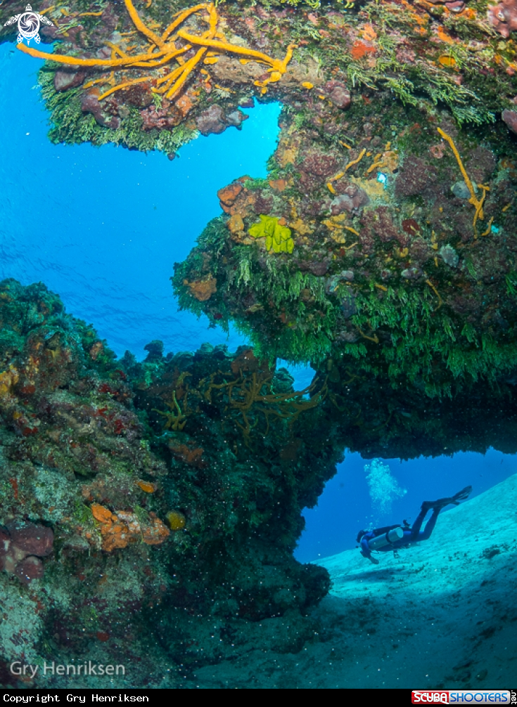 A Reefcave and diver