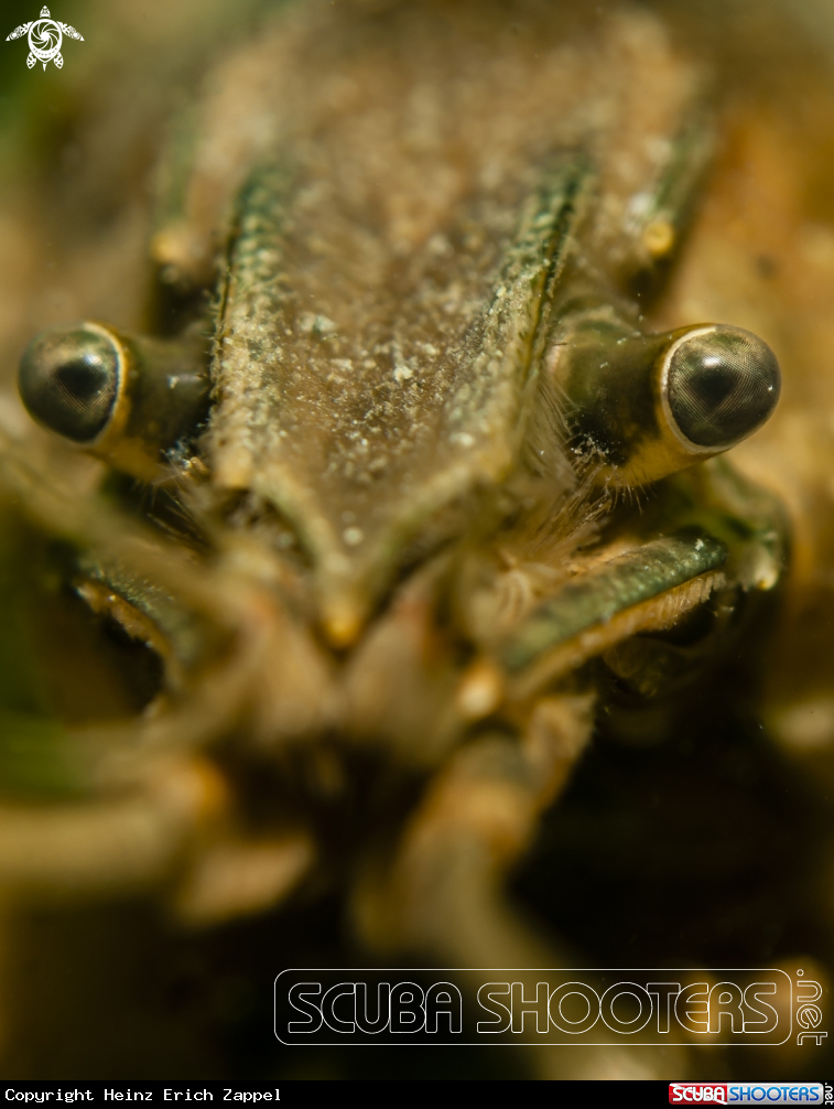 A Crayfish