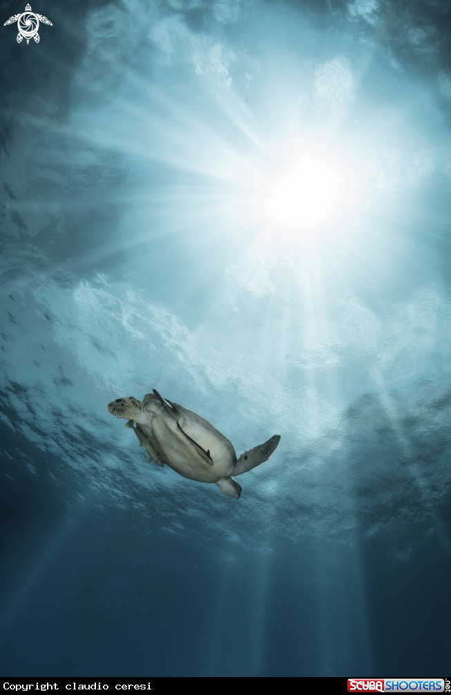 A green turtle 