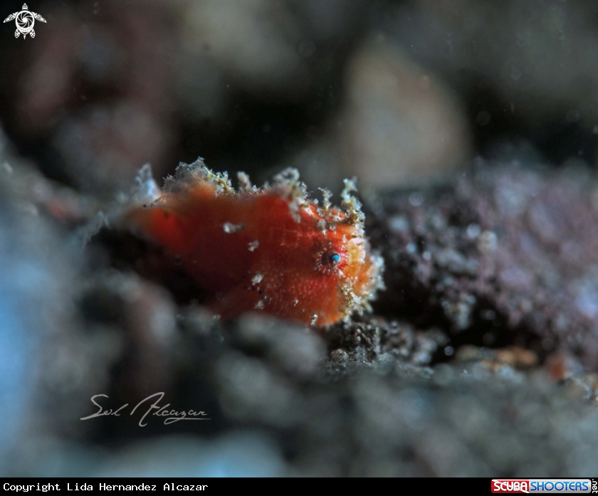 A juvenile frogfish