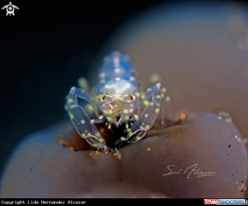 A tunicate shrimp 