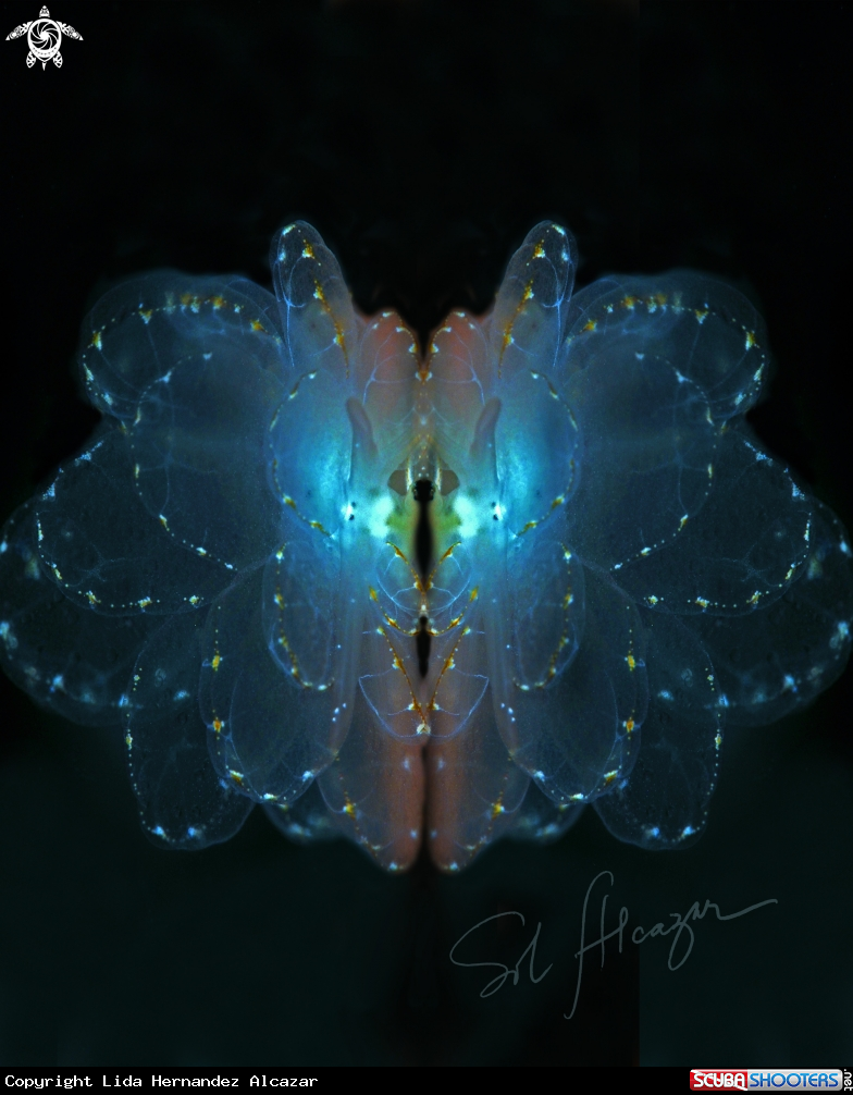 A cyerce elegans