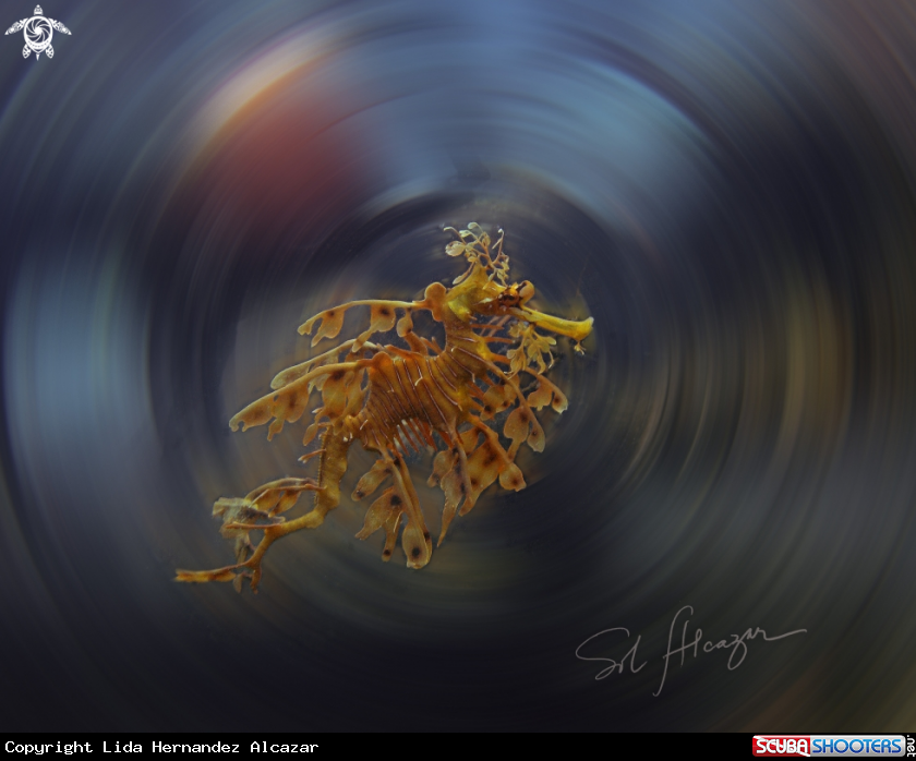 A Leafy Seadragon