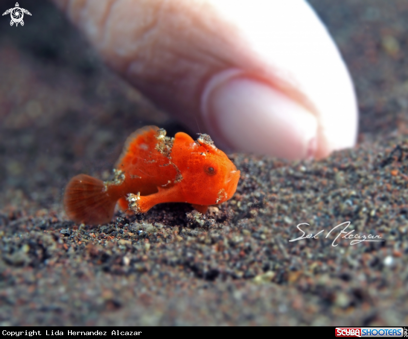 A juvenile frogfish