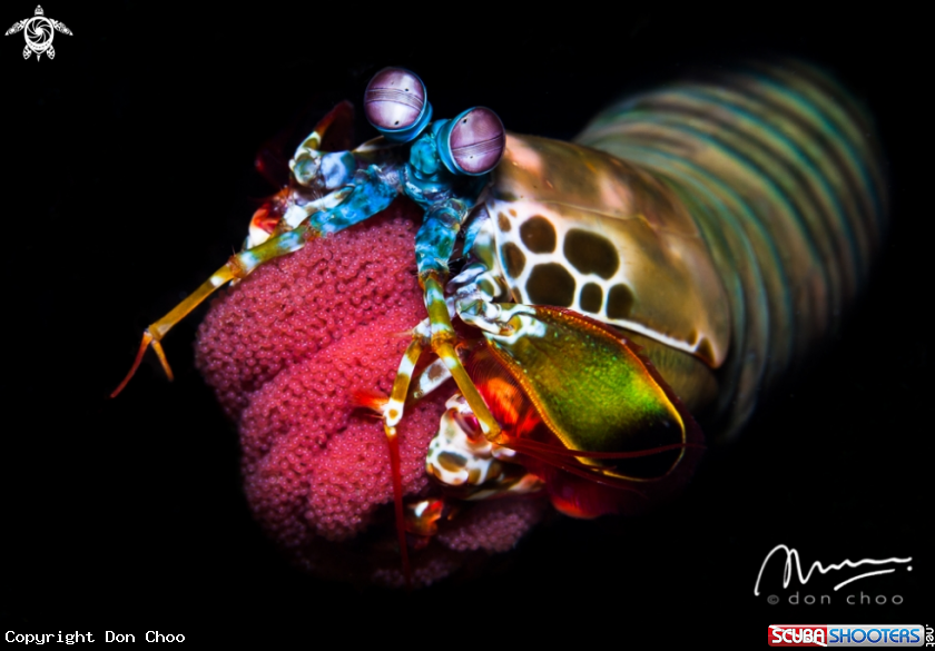 A Peacock Mantis Shrimp